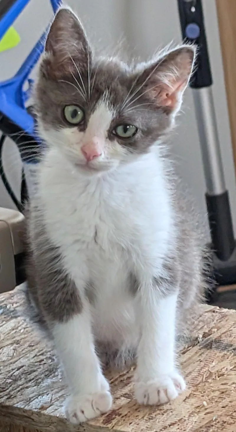 A baby medium-sized male Domestic Short Hair cat named Oscar for adoption in Toledo, OH