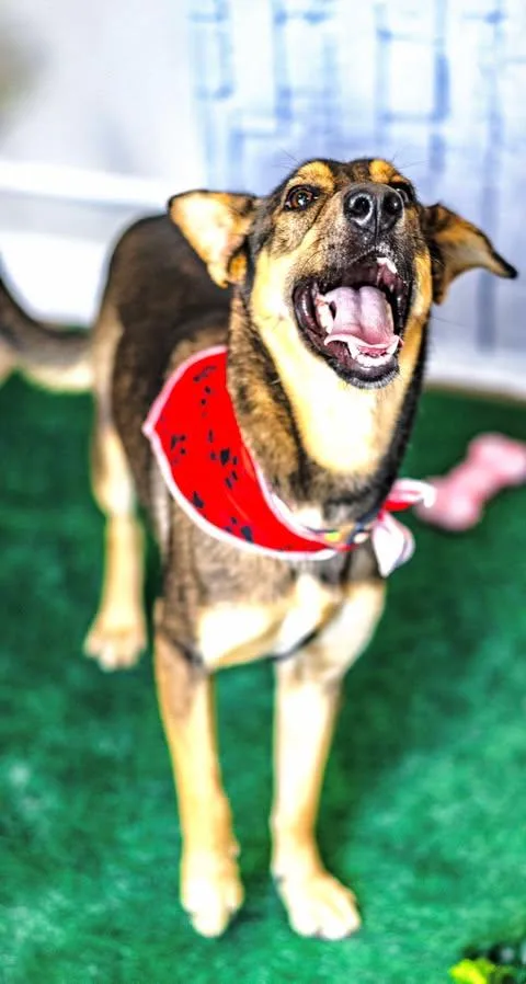 A young medium-sized female Bicolor German Shepherd Dog dog named Princess Leia for adoption in Allen, TX