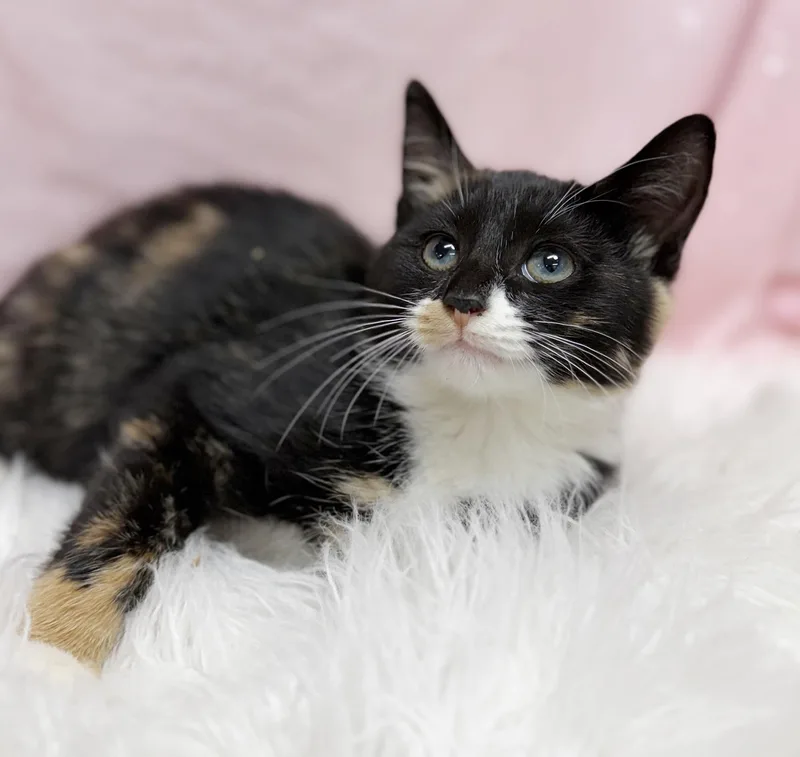 A baby small-sized female White Calico cat named Sabrina is all the for adoption in Bedford Hills, NY
