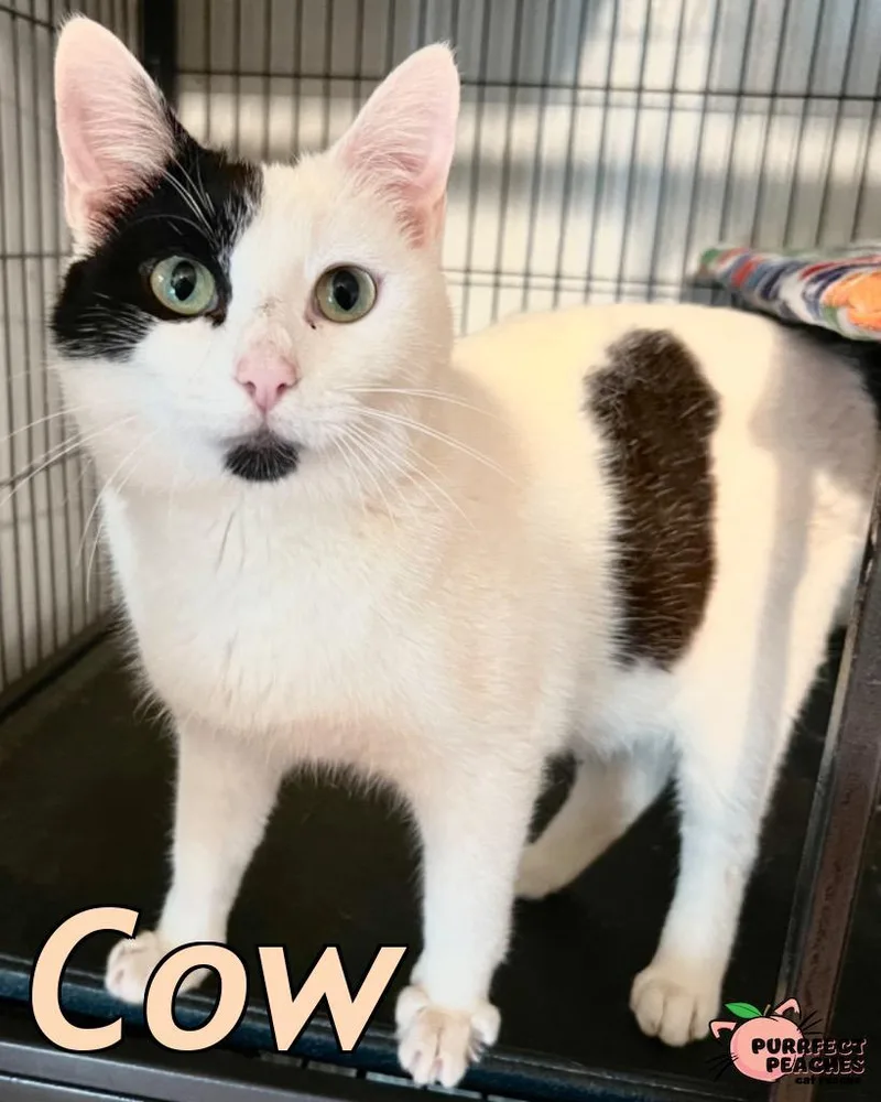 A baby medium-sized male Domestic Short Hair cat named Cow for adoption in Douglasville, GA