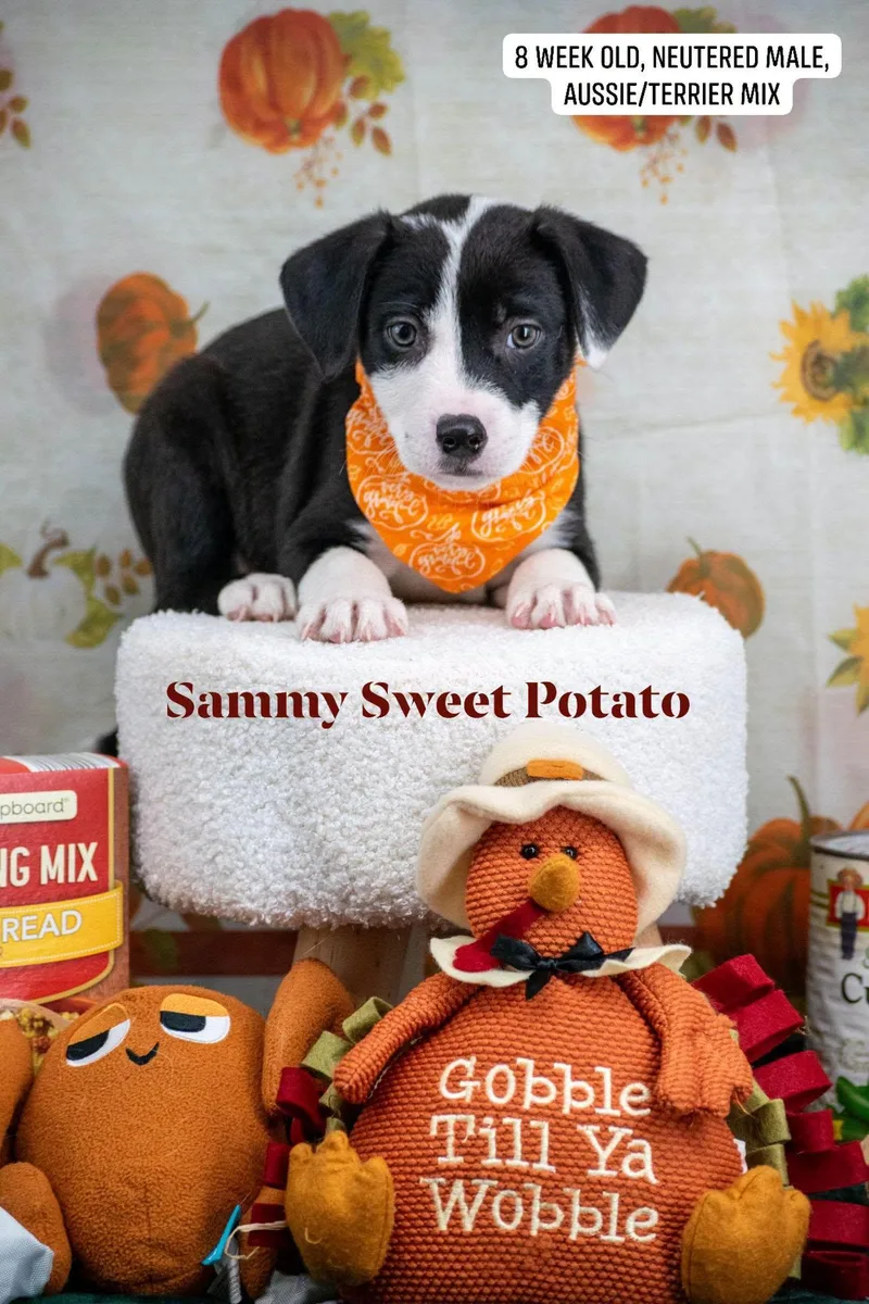 A baby medium-sized male Australian Shepherd dog named Sammy Sweet Potato for adoption in Sevierville, TN