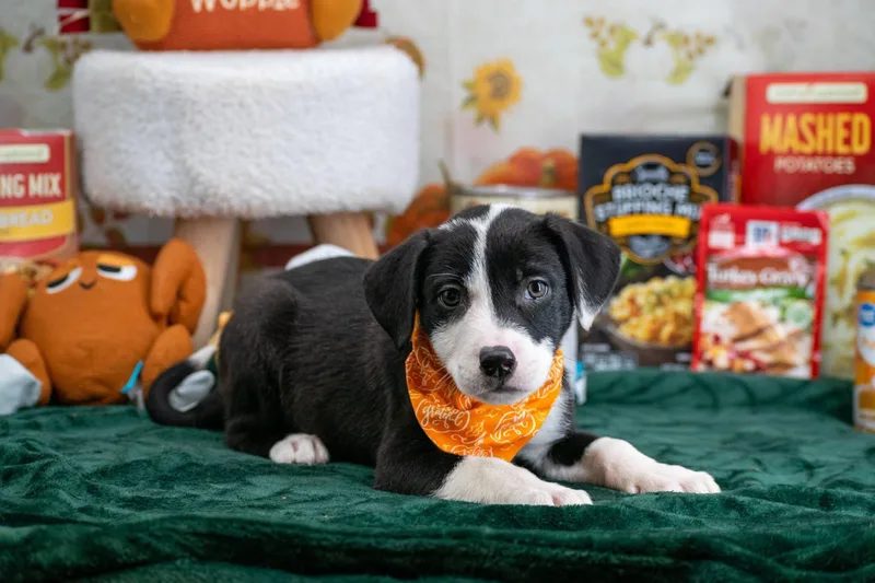 Sammy Sweet Potato thumbnail 2