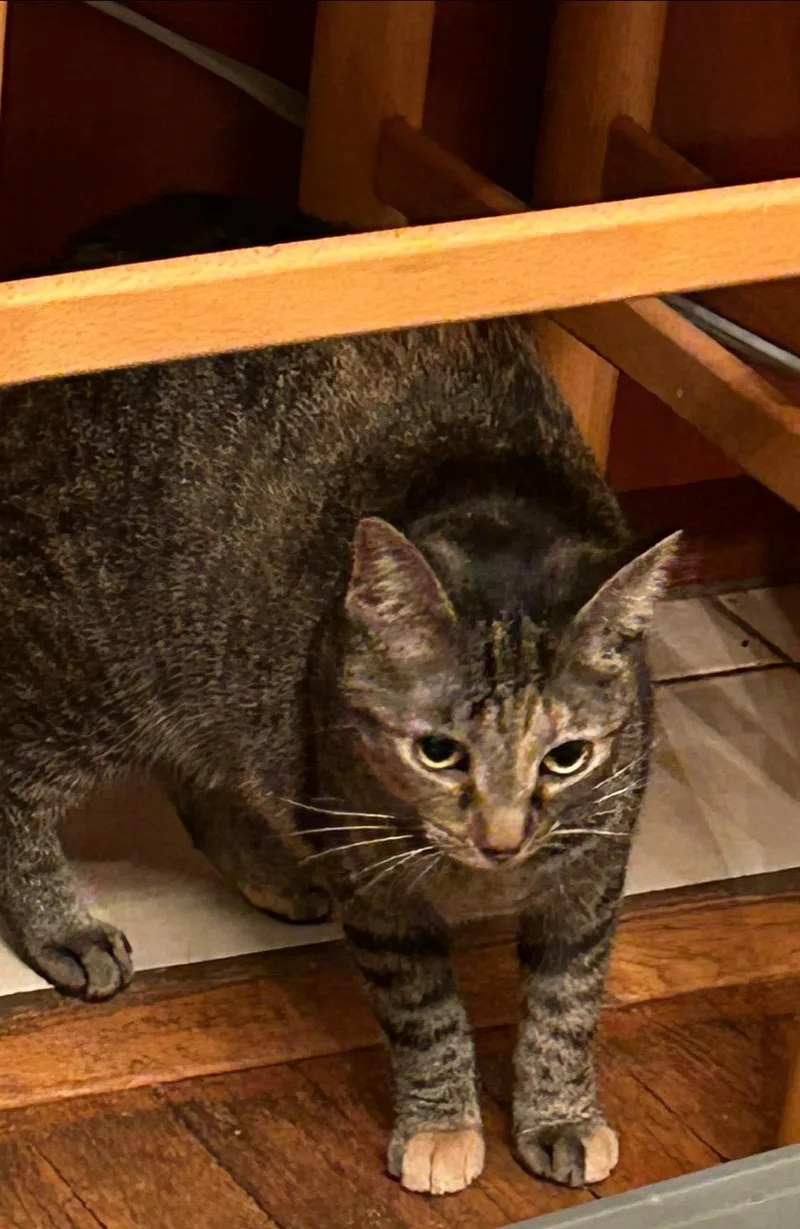 Julienne thumbnail 2