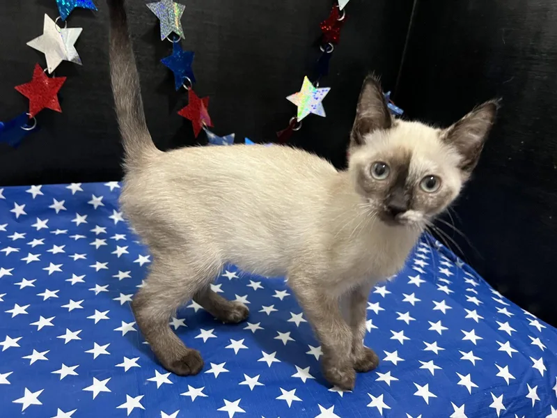 A baby small-sized female Siamese cat named Jazzy for adoption in Fayetteville, GA