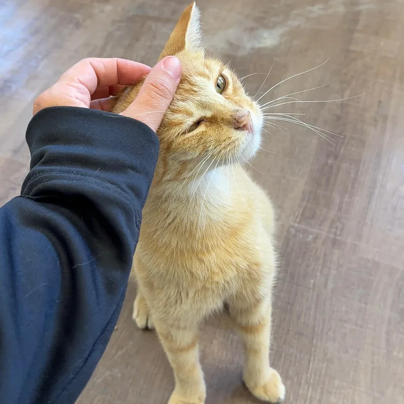 An adult small-sized female Tabby (Orange / Red) Tabby cat named Sunny for adoption in Alma, MI