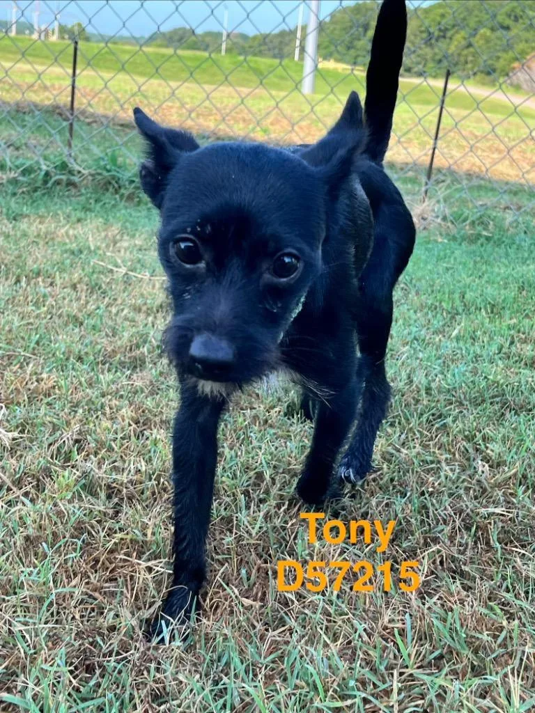 Tony thumbnail 2