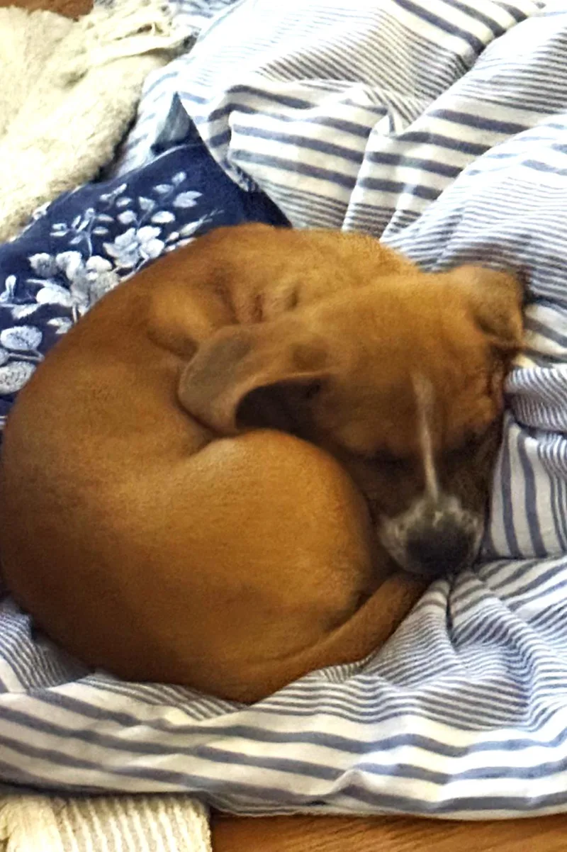 A baby medium-sized female Yellow / Tan / Blond / Fawn Basset Hound dog named Nilla for adoption in Travelers Rest, SC