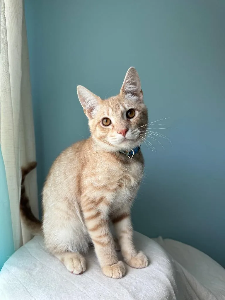 A baby medium-sized male Domestic Short Hair cat named Dewey for adoption in Lancaster, PA