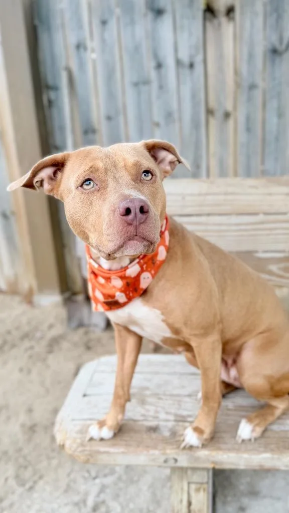 An adult medium-sized female Mixed Breed dog named Isiss for adoption in Muskegon, MI
