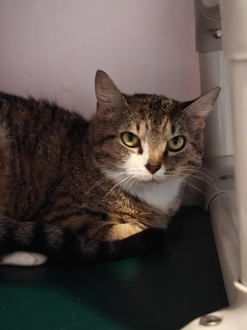 A young medium-sized female Tabby (Buff / Tan / Fawn) Domestic Short Hair cat named Squirtle for adoption in New Britain, CT