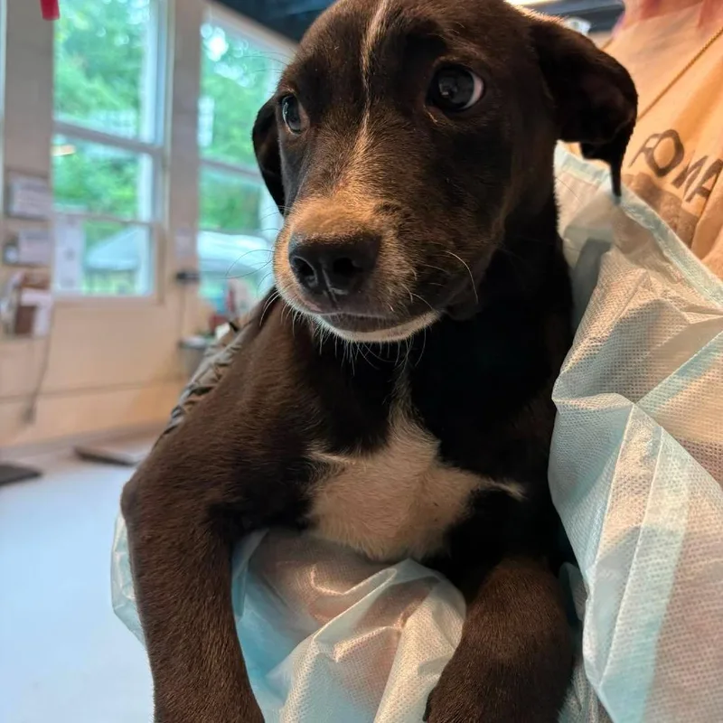 A baby small-sized female Black Mixed Breed dog named Tonka Bean for adoption in Huntington, WV