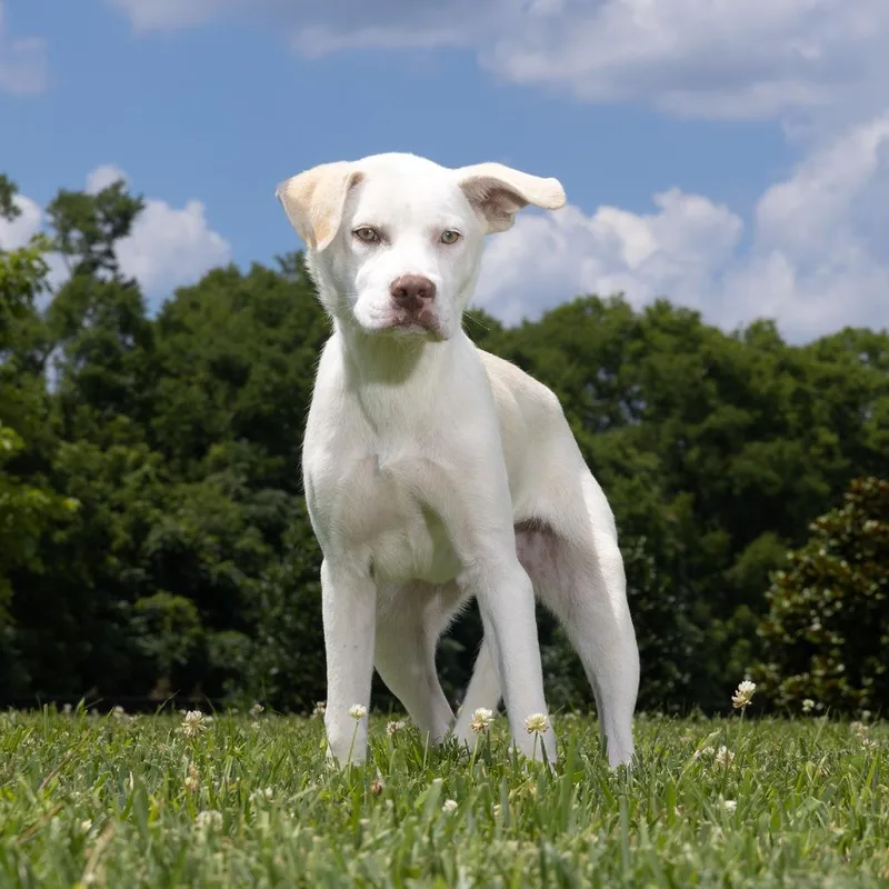 A young medium-sized male Yellow / Tan / Blond / Fawn Mixed Breed dog named Ferb for adoption in Franklin, TN