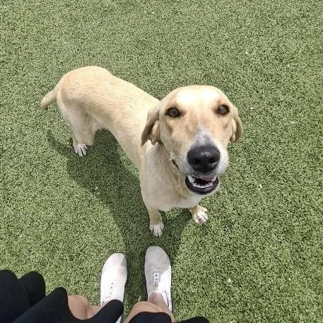 A young medium-sized female Yellow / Tan / Blond / Fawn Yellow Labrador Retriever dog named Eden for adoption in Hannibal, MO