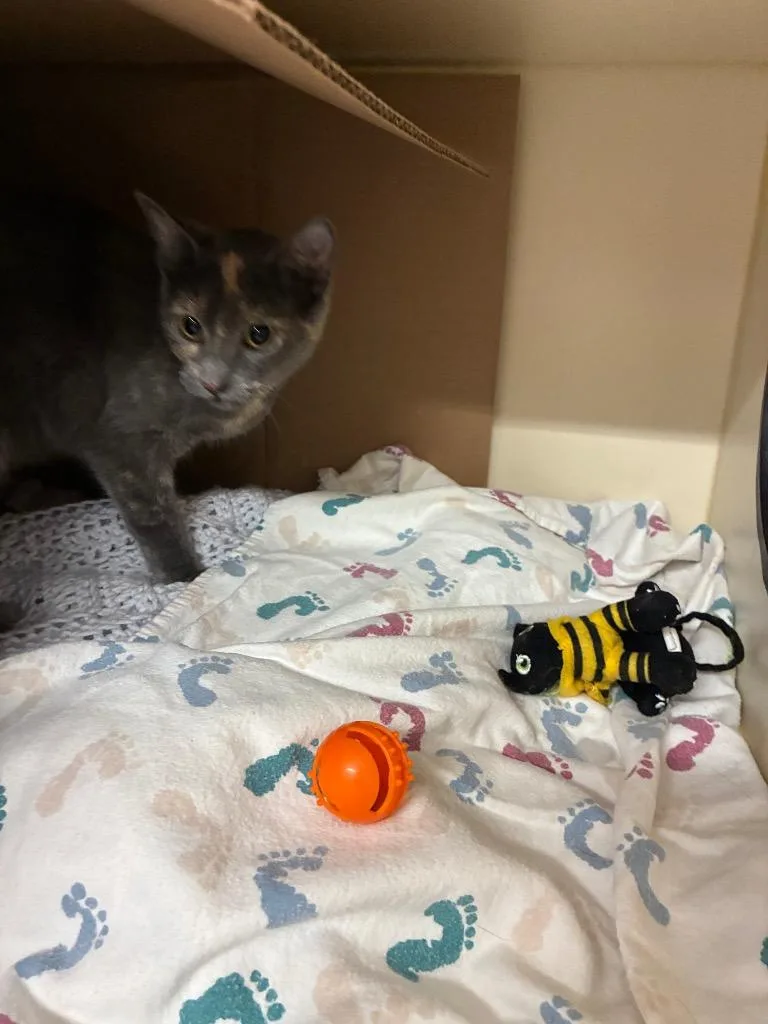 A baby medium-sized female Domestic Short Hair cat named Stella for adoption in Bloomington, IN