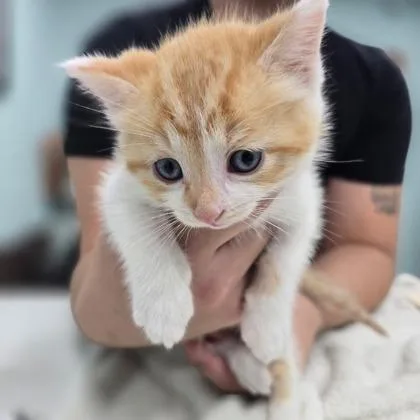 A baby medium-sized male Domestic Short Hair cat named Grant for adoption in West Chester, PA