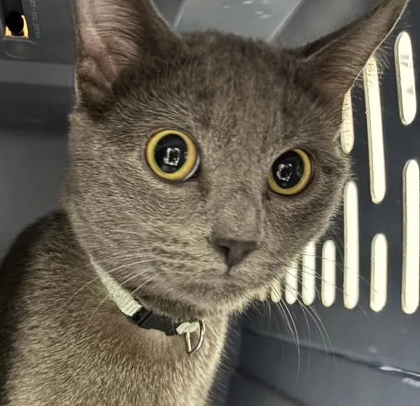 A young medium-sized female Domestic Short Hair cat named Hazel for adoption in Des Moines, IA