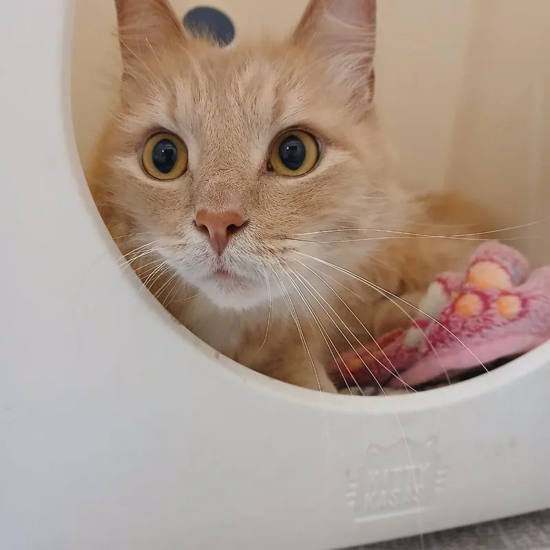 An adult medium-sized male Domestic Medium Hair cat named Sonny for adoption in Utica, MI