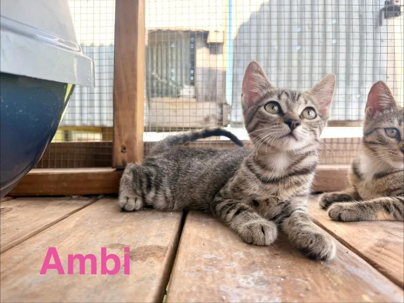 Ambi