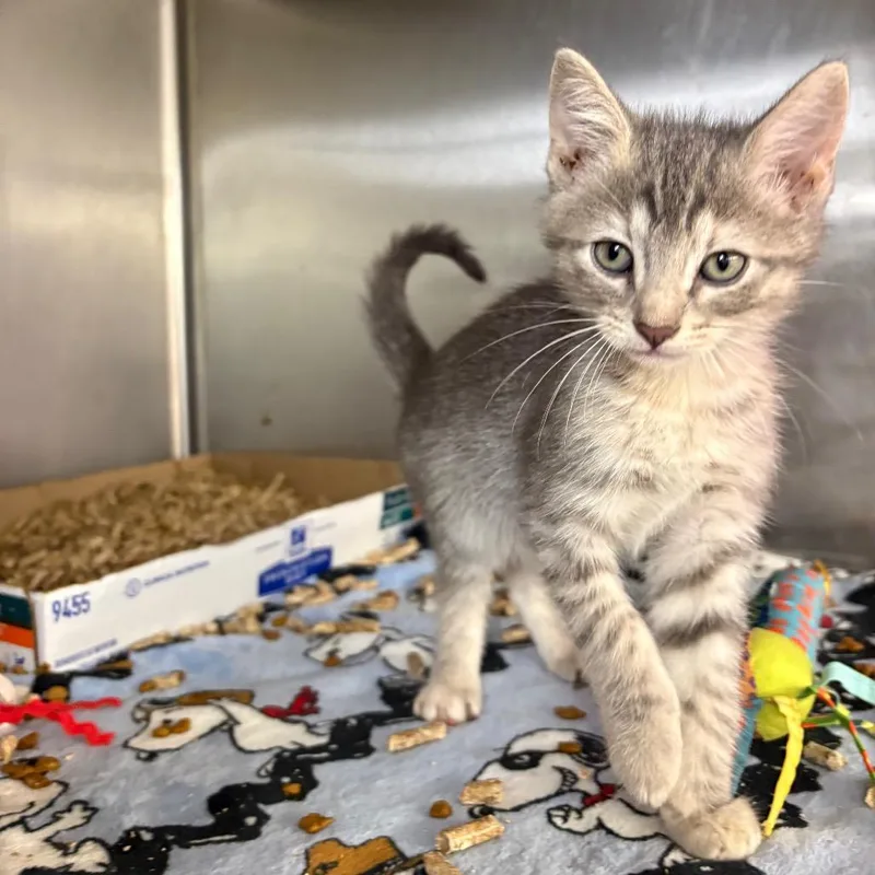 A baby small-sized female Gray / Blue / Silver Domestic Short Hair cat named Yeti for adoption in Springfield, IL