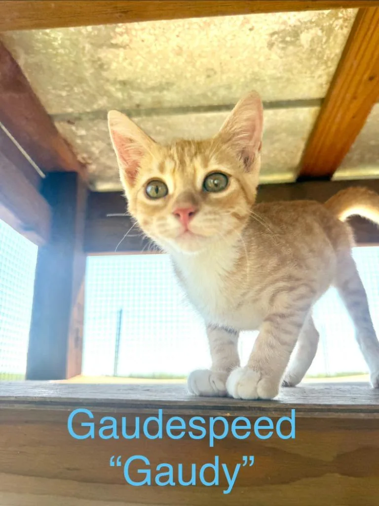 Gaudespeed