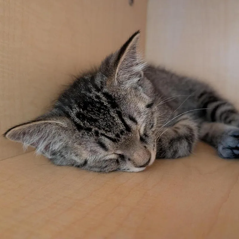 A baby small-sized male Brown / Chocolate Domestic Short Hair cat named Kerfuffle for adoption in Washington Township, OH