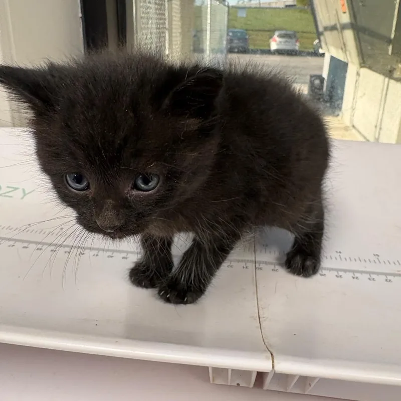 A baby small-sized female Black Domestic Short Hair cat named Annnabelle The Christmas Cow for adoption in Columbiana, AL