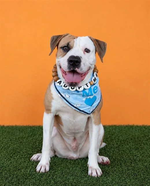 A young large-sized male Terrier dog named Ollie for adoption in Miami, FL