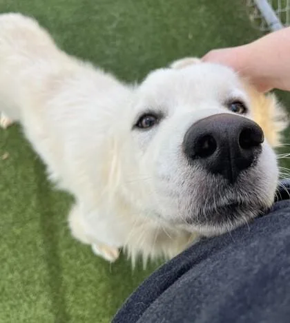 An adult medium-sized male Great Pyrenees dog named Dodger for adoption in Dallas, TX
