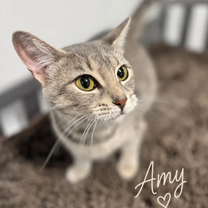 An adult medium-sized female Gray / Blue / Silver Domestic Short Hair cat named Amy for adoption in Brownsboro, AL