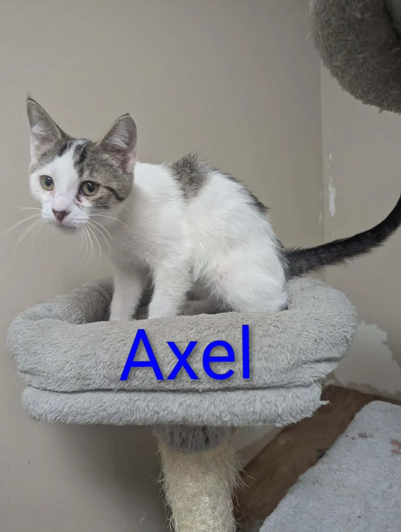 A baby medium-sized male Tabby (Gray / Blue / Silver) Domestic Short Hair cat named Axel for adoption in Logan, OH