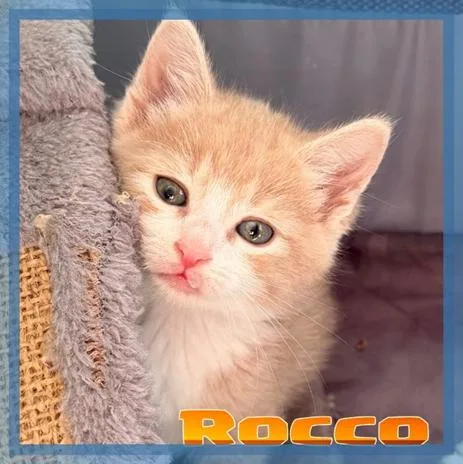 A baby medium-sized male Buff & White Domestic Short Hair cat named Rocco for adoption in Great Mills, MD