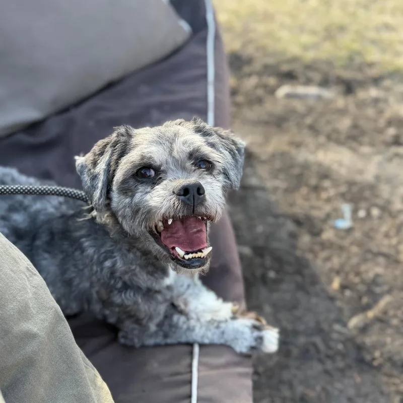 Truffle Hunter thumbnail 2