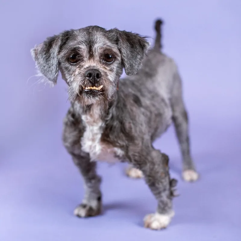 Truffle Hunter thumbnail 3