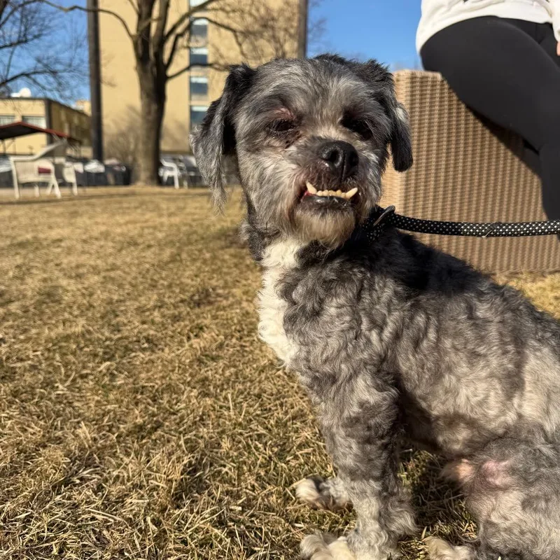 Truffle Hunter thumbnail 4