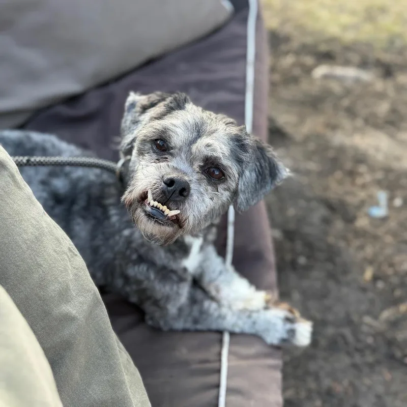 Truffle Hunter thumbnail 5