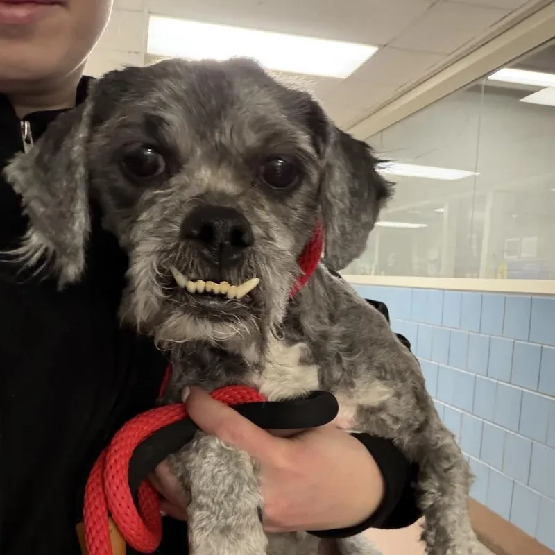 Truffle Hunter thumbnail 6