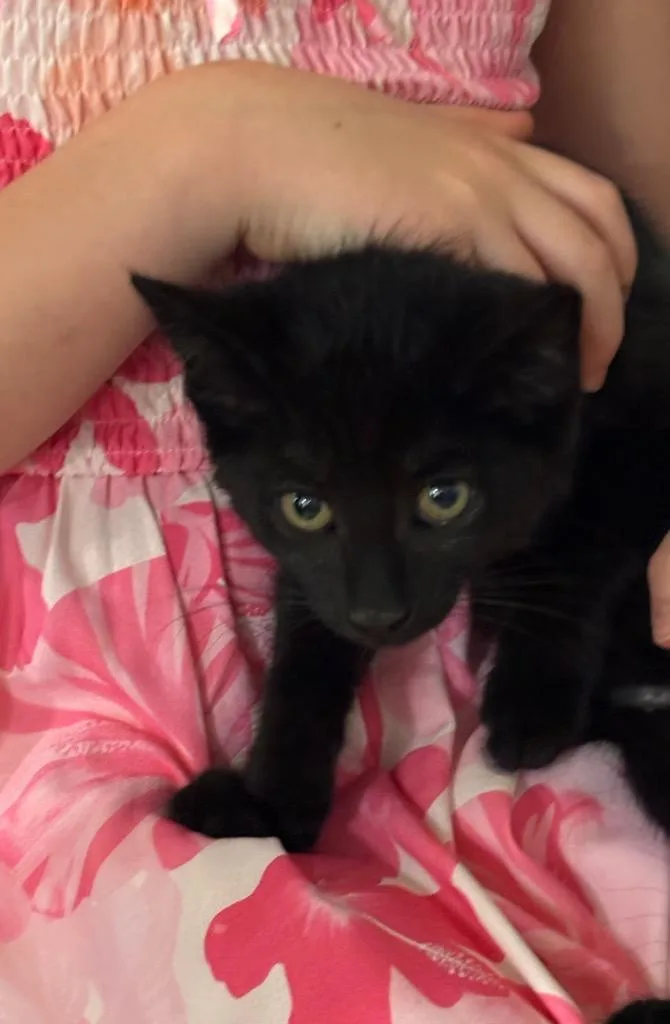 A baby medium-sized male Domestic Short Hair cat named Machacho for adoption in Lancaster, PA