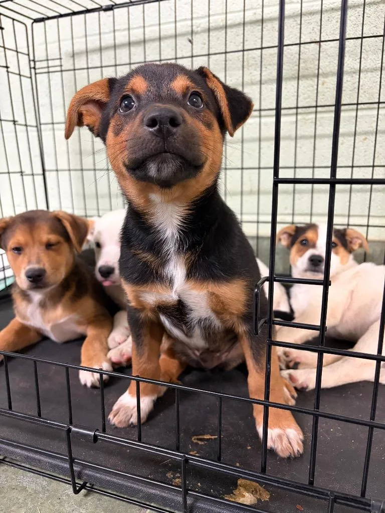 A baby small-sized male Shepherd dog named Beans for adoption in Ada, OK