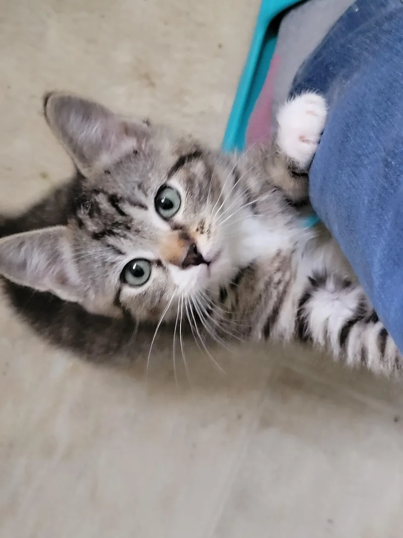 A baby small-sized female Tabby (Buff / Tan / Fawn) Domestic Short Hair cat named Mochi for adoption in Newberg, OR