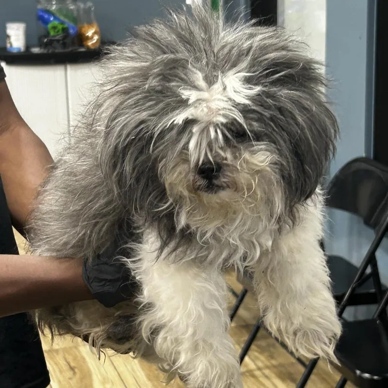 A senior small-sized female Mixed Breed dog named Cora for adoption in Newark, NJ