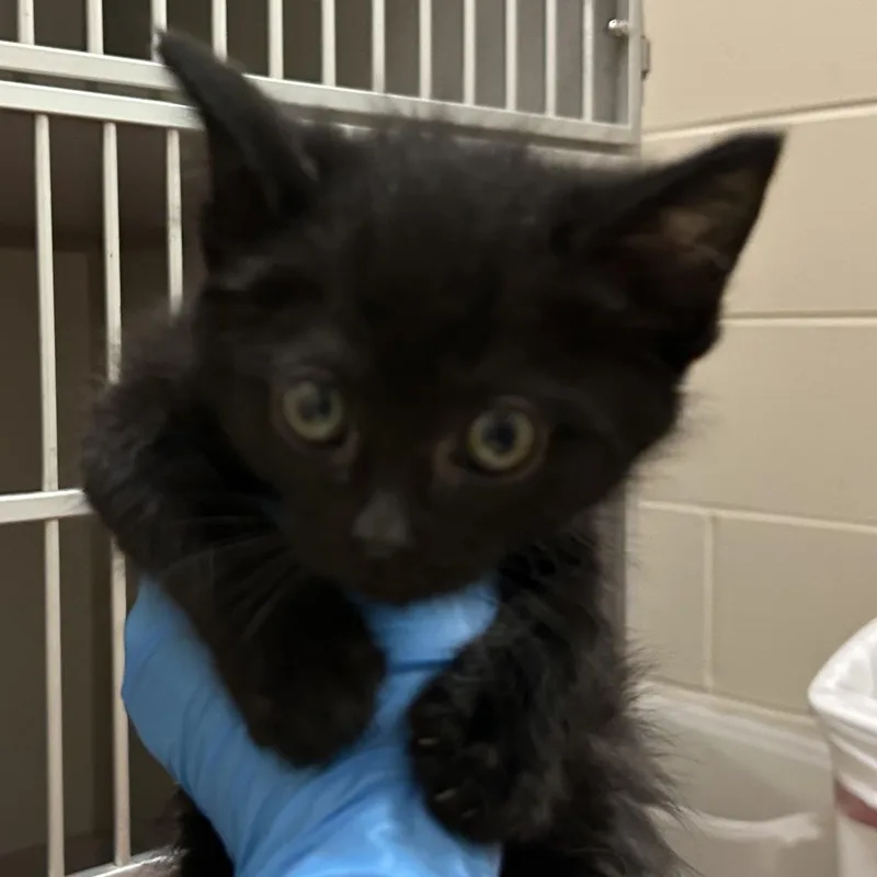 A baby medium-sized male Black Domestic Short Hair cat named Sausage for adoption in Mason City, IA