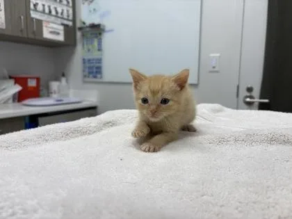 A baby small-sized male Orange / Red Domestic Short Hair cat named Teddy for adoption in Kansas City, MO