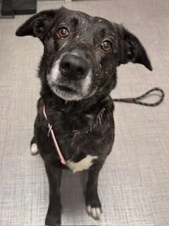 A senior large-sized female German Shepherd Dog dog named Pepper Yrly for adoption in Sidney, OH