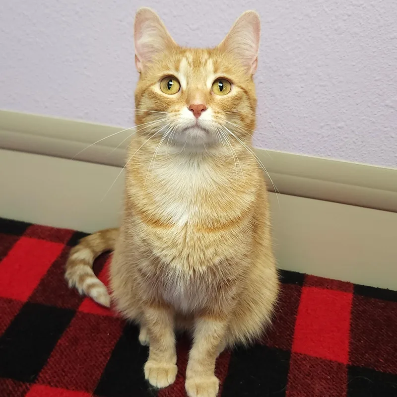 An adult medium-sized female Tabby cat named Trillion for adoption in Marshfield, WI