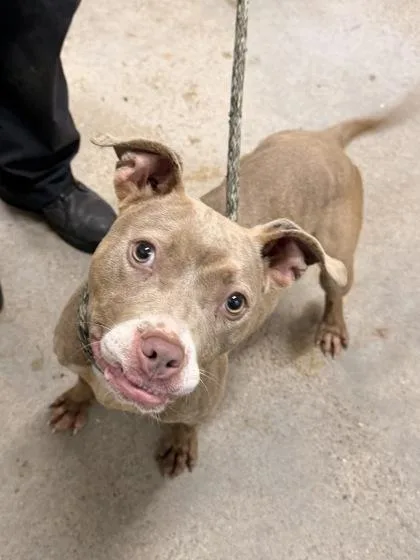 A young medium-sized female Yellow / Tan / Blond / Fawn Pit Bull Terrier dog named Zuma for adoption in Cleveland, OH