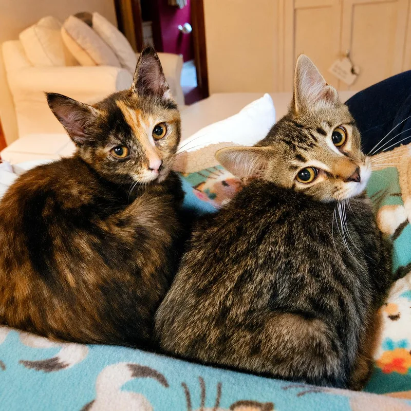 A baby small-sized male Tabby (Brown / Chocolate) Domestic Short Hair cat named Benton & Briar for adoption in Pittsburgh, PA