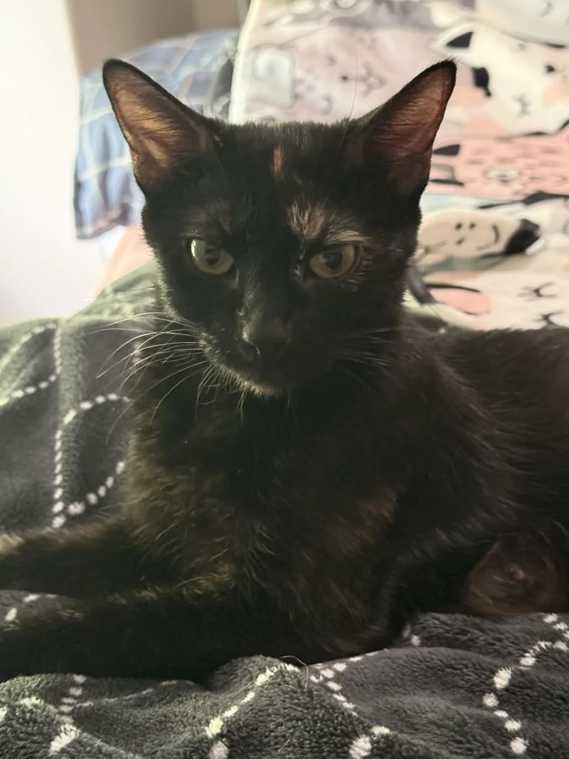 An adult medium-sized female Black Tortoiseshell cat named Dr. Pepper for adoption in Fruit Heights, UT