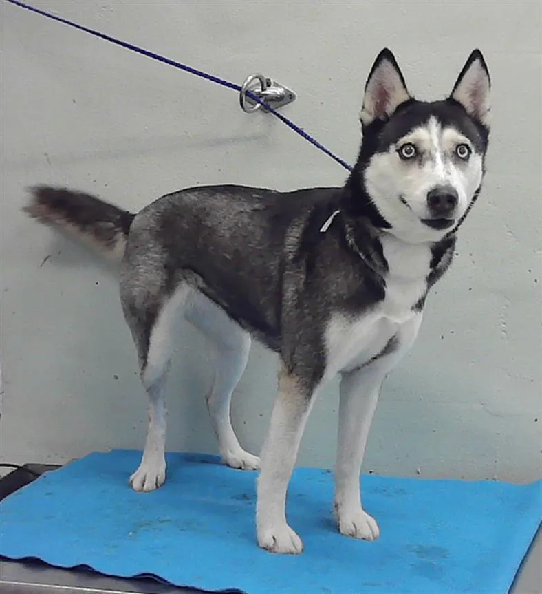 An adult small-sized female Siberian Husky dog named Josie for adoption in Houston, TX