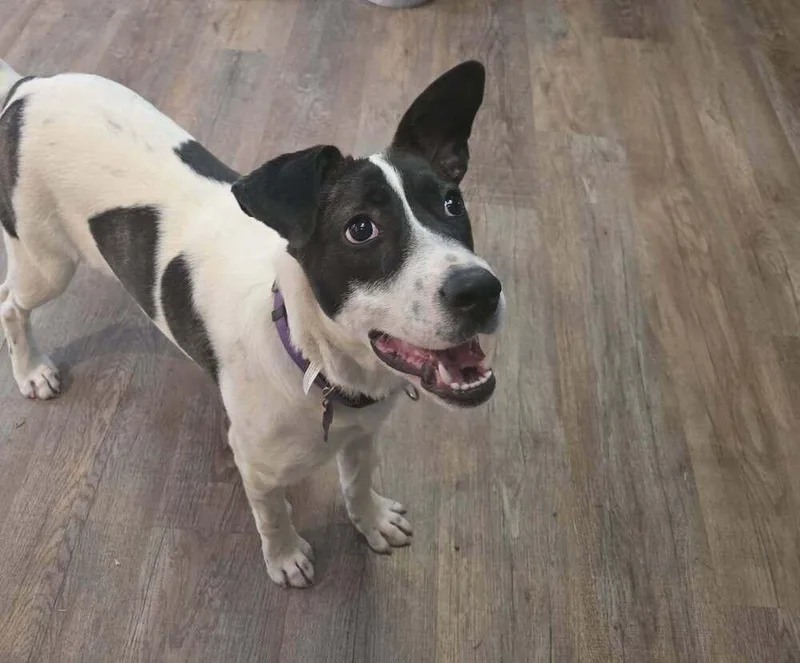 A baby medium-sized female Tricolor (Brown, Black, & White) Plott Hound dog named Lyla for adoption in Colorado Springs, CO