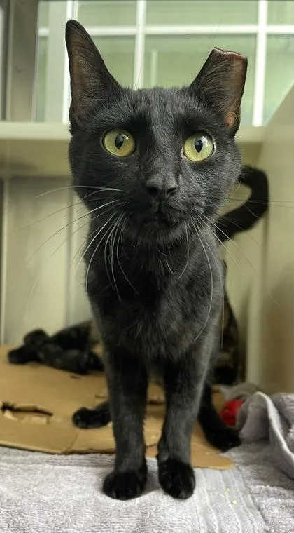 A young medium-sized female Domestic Short Hair cat named Malachai for adoption in Westland, MI